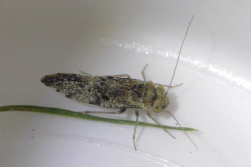 Loensia sp.